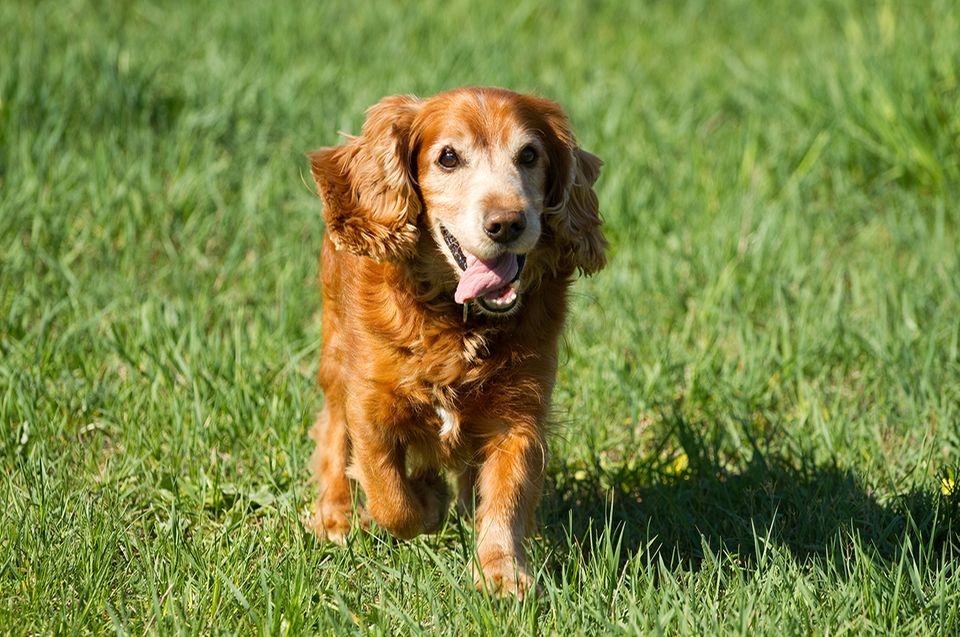 Cocker Spaniel Cocker Spaniel