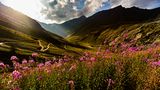 Col du Sommeiller, Seealpen