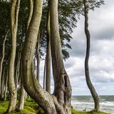 Gespensterwald Heiligendamm