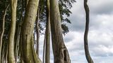 Gespensterwald Heiligendamm