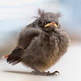 Hausrotschwanz Junges