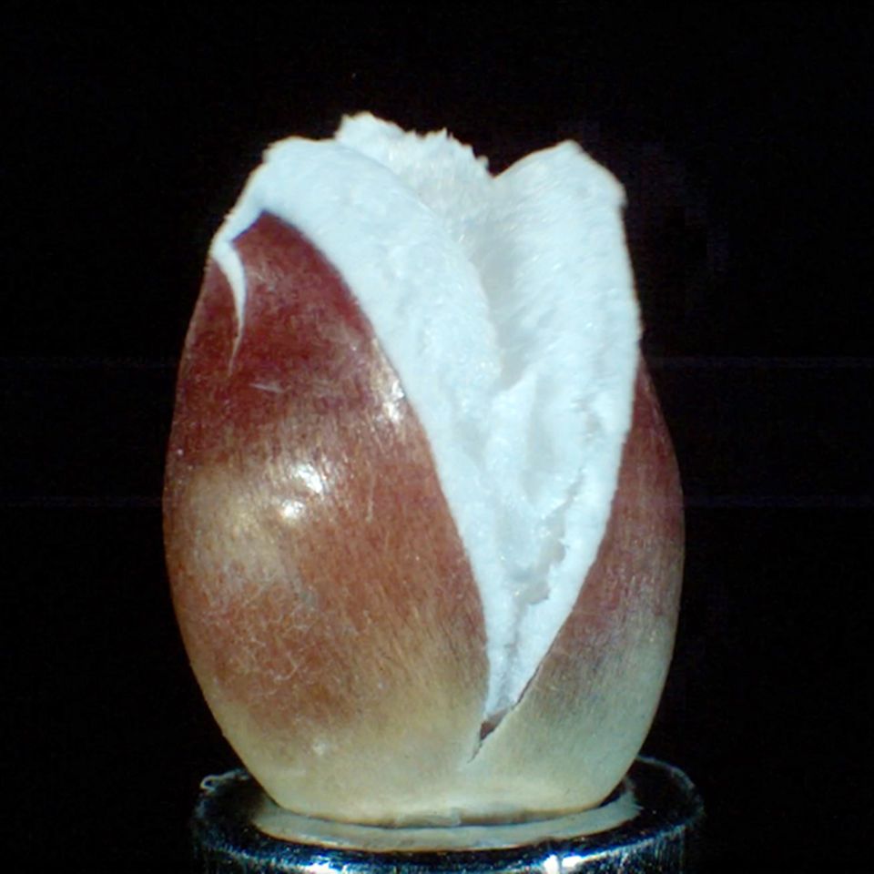 Popcorn in Super-Zeitlupe