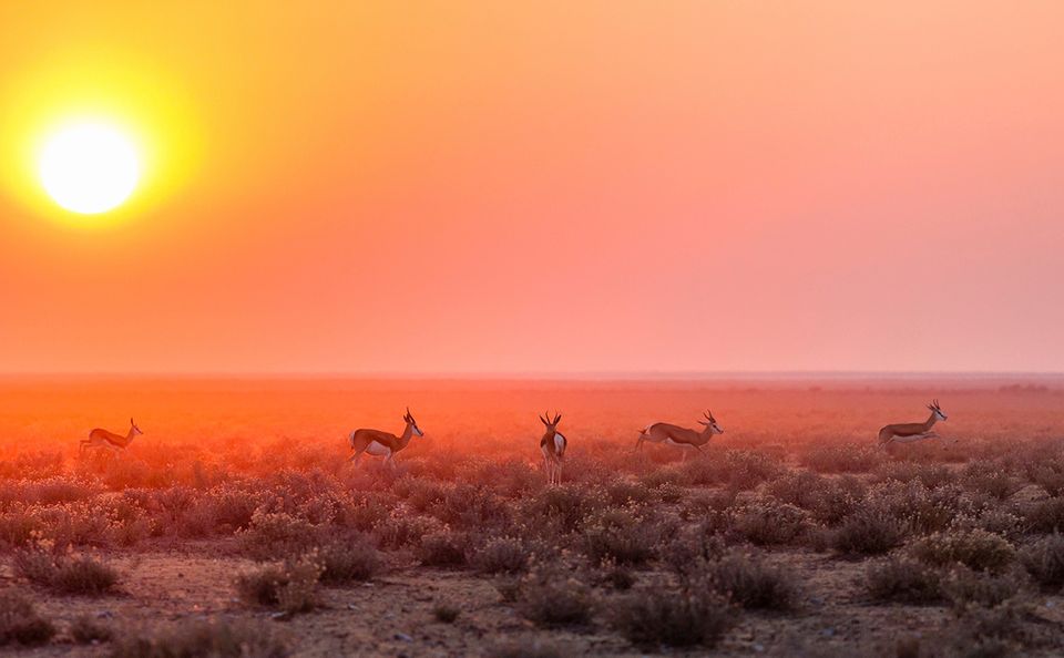 Etosha-Nationalpark, Namibia Etosha-Nationalpark, Namibia