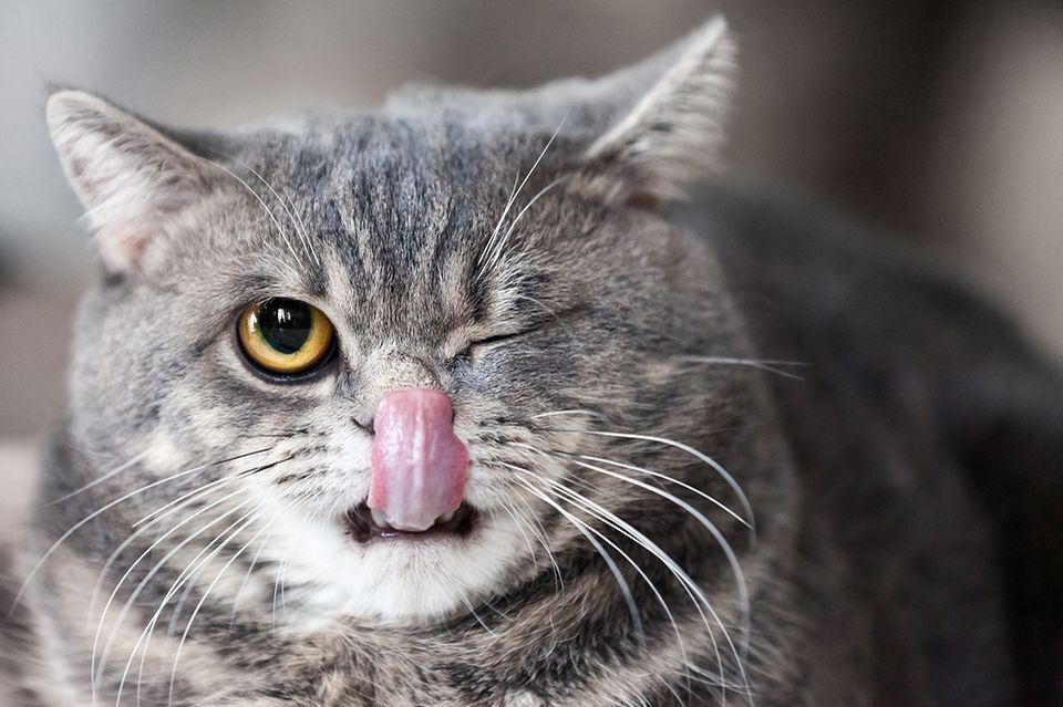 Zwinkernde Katze streckt die Zunge raus