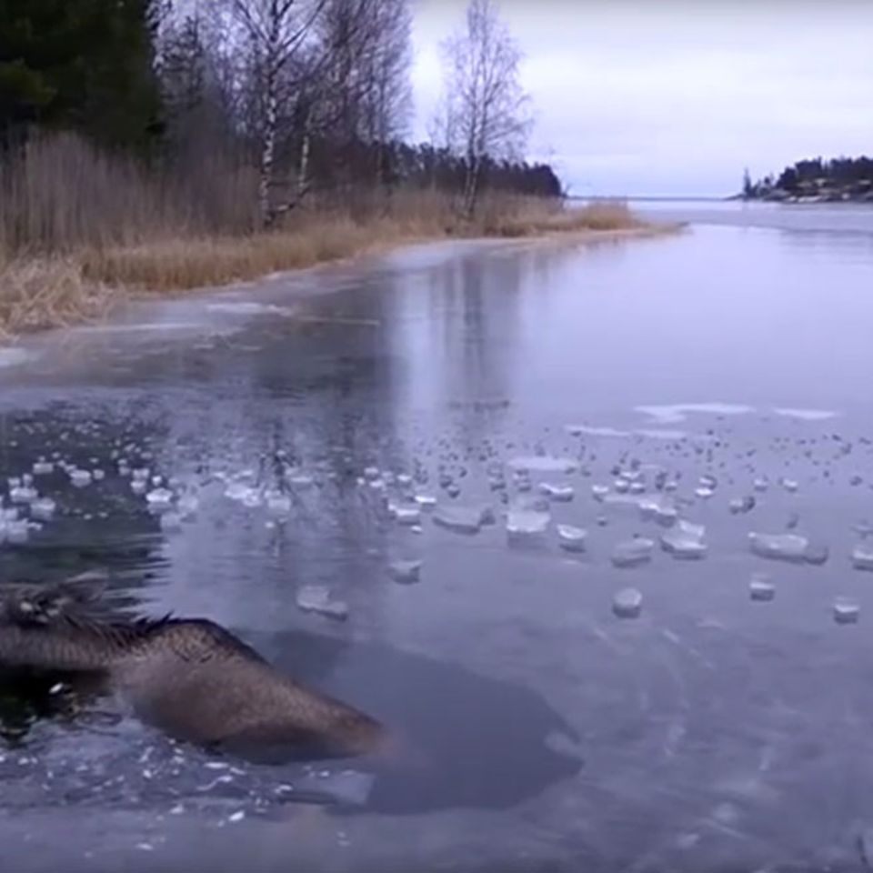 Elchrettung in Schweden