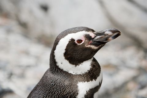 Pinguin