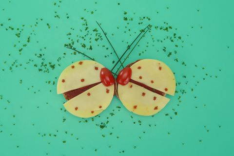 Käse-Käfer