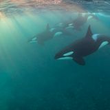 Nicholai Georgiou/UPY 2017