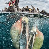 Simone Caprodossi/UPY 2017