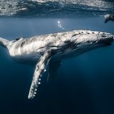 Christophe Lapeze/UPY 2017