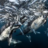 Greg Lecoeur/UPY 2017