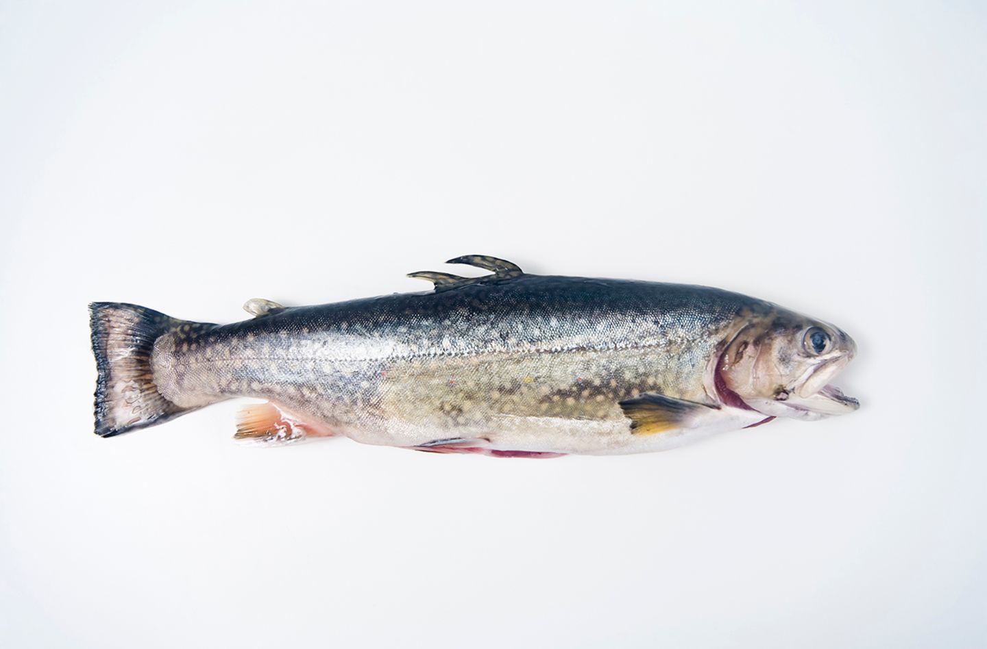 Fisch