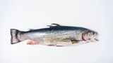 Fisch
