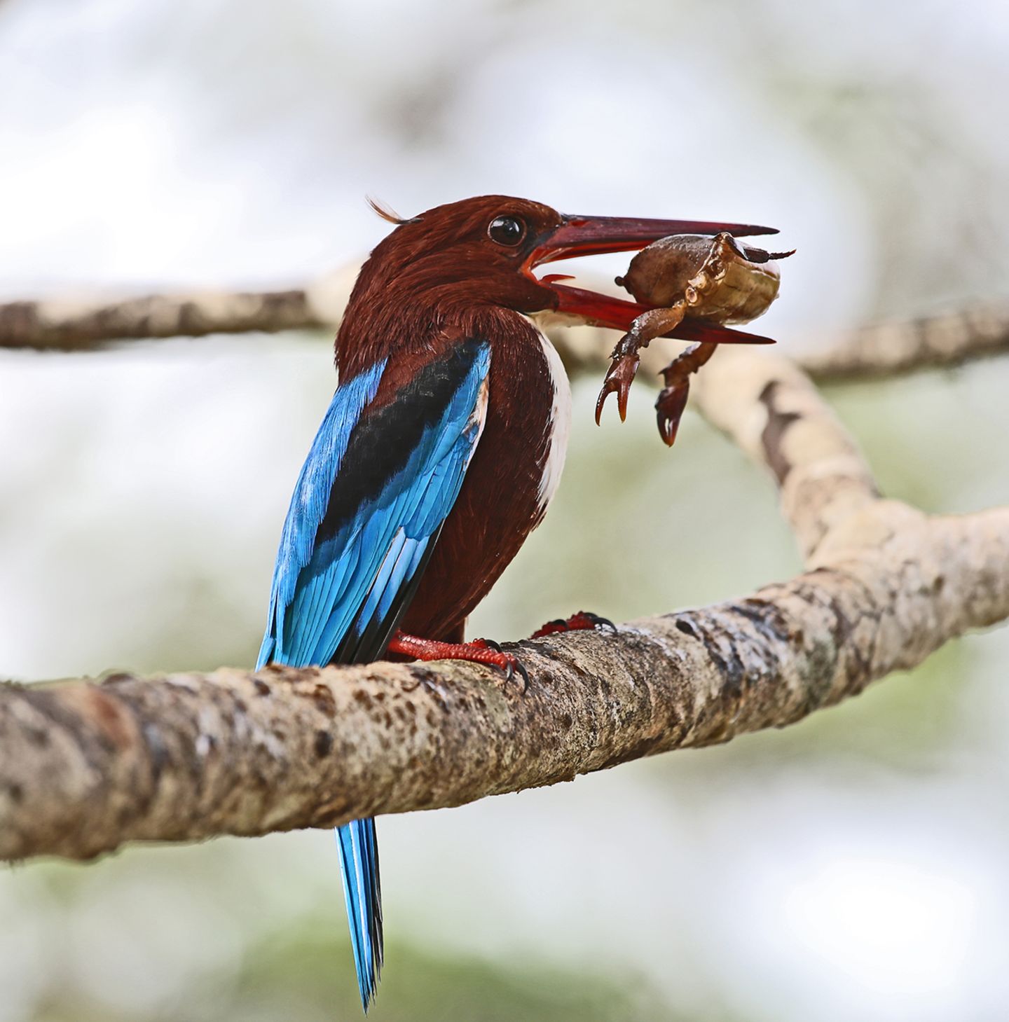 GEO Leserfoto: Die besten Leserfotos: Februar 2017 - Bild 10 Eisvogel