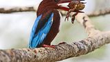 Eisvogel