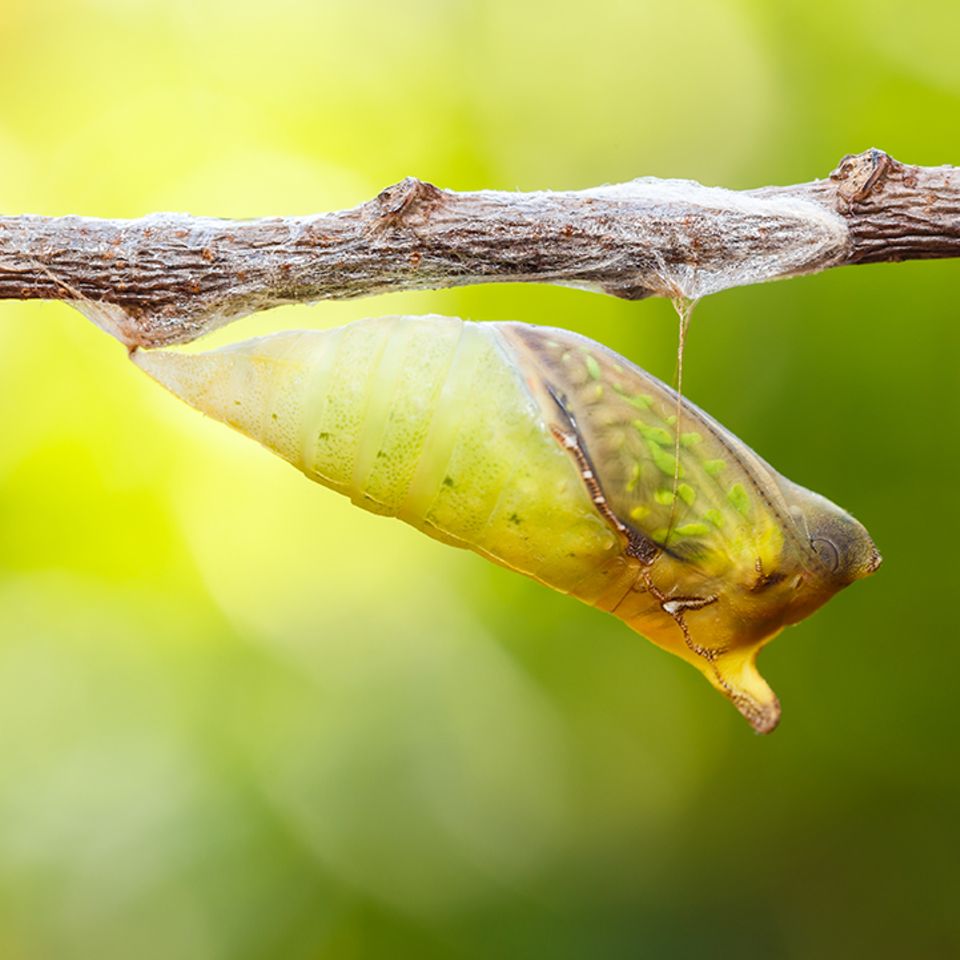 Kokon eines Schmetterlings