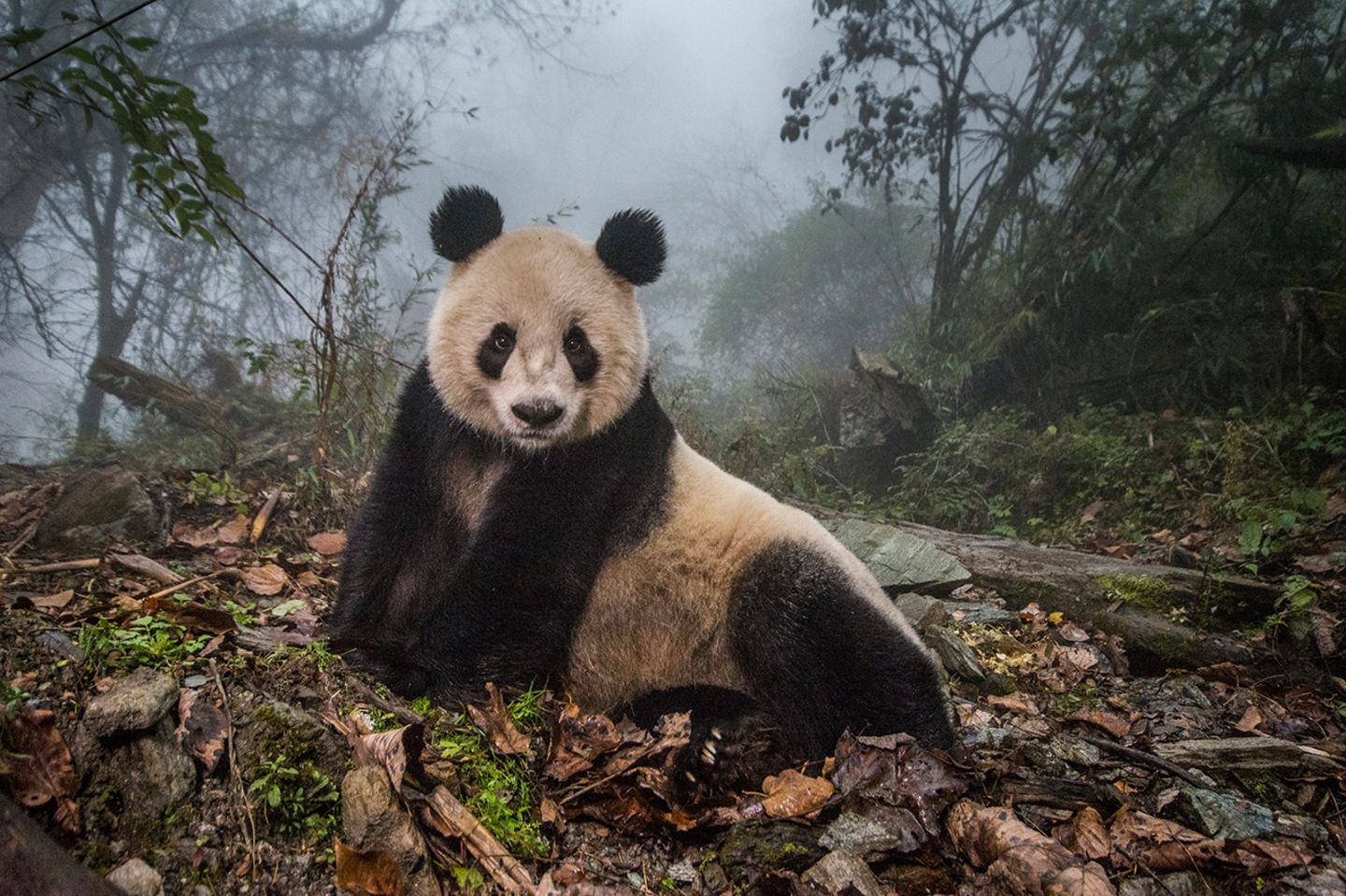 Panda liegt auf einer Lichtung