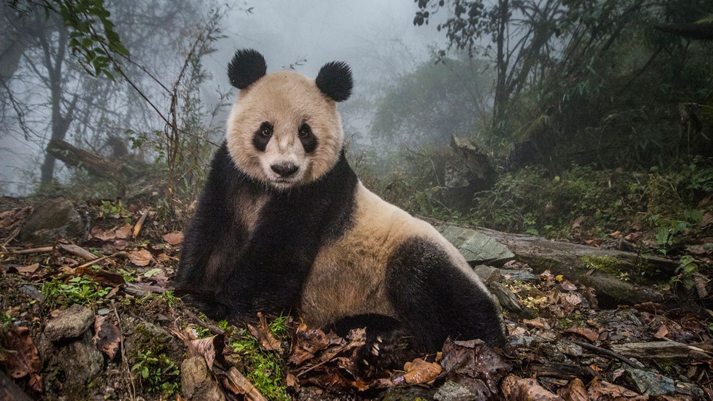 World Press Photo Award "Pandas Gone Wild" wird ausgezeichent [GEOLINO]
