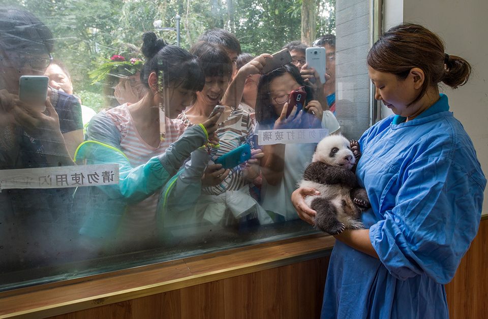 Pflegerin mit einem Pandababy auf dem Arm und Touristen Pflegerin mit einem Pandababy auf dem Arm und Touristen