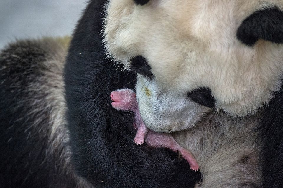 Pandamutter hält ein frisch geborenes Pandababy auf dem Arm