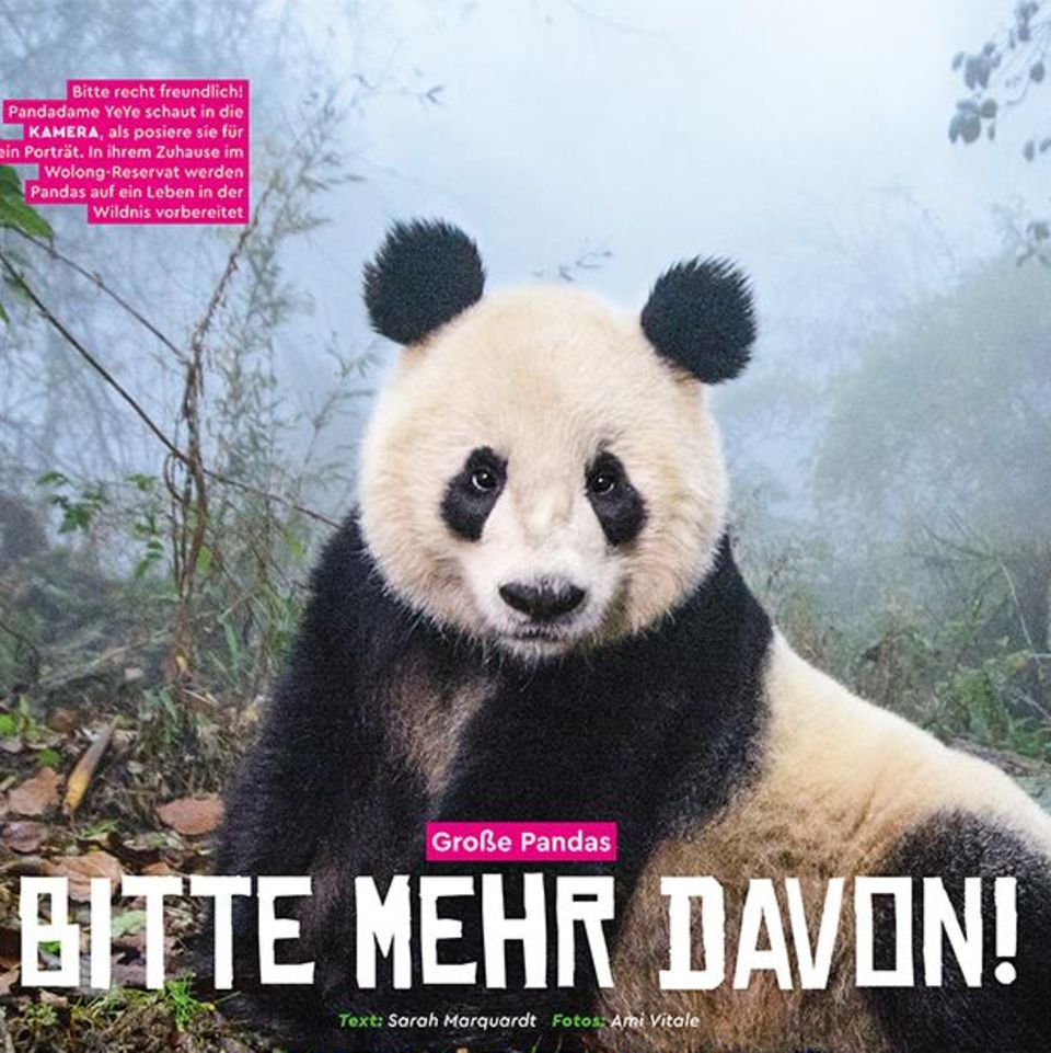 Doppelseite Pandas GEOlino