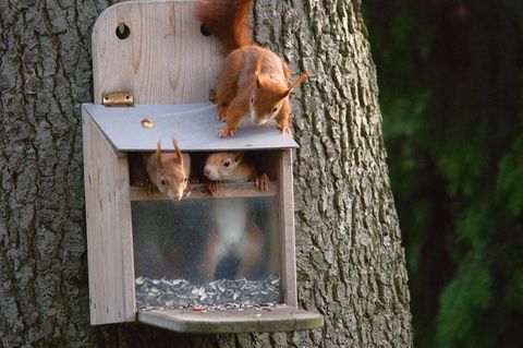 Eichhörnchen im Futterkasten