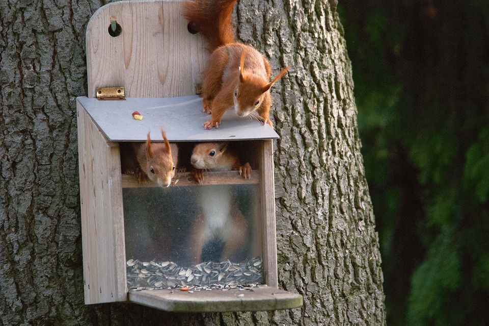 Eichhörnchen im Futterkasten