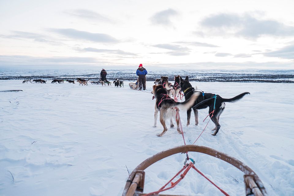 Hundeschlitten, Finnland