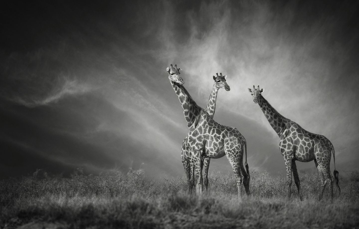 GEO Leserfoto: Die besten Leserfotos: Februar 2017 - Bild 5 Giraffen im Etosha Nationalpark in Namibia
