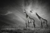 Giraffen im Etosha Nationalpark in Namibia