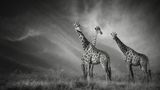 Giraffen im Etosha Nationalpark in Namibia