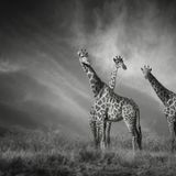 Giraffen im Etosha Nationalpark in Namibia