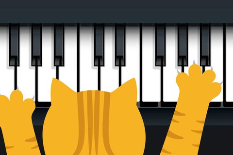 Katze spielt am Klavier