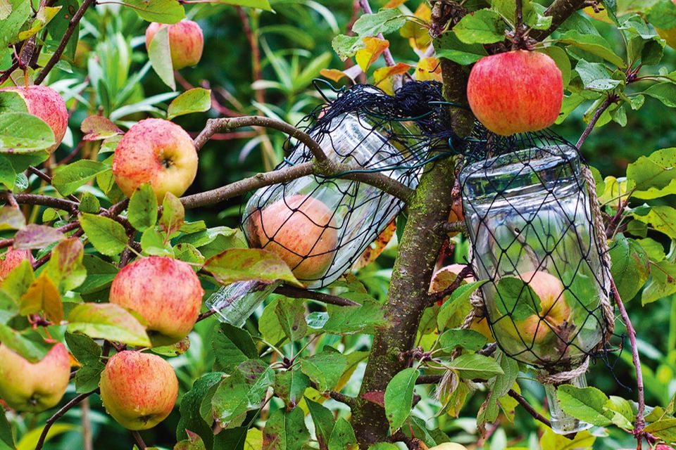 Apfel in der Flasche am Baum