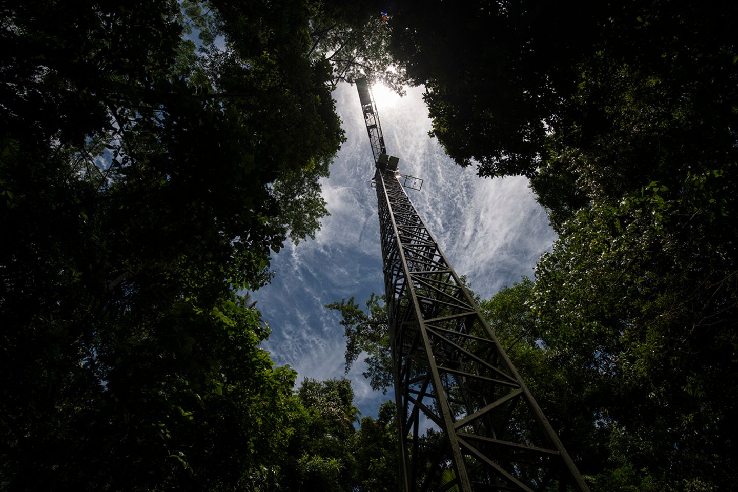 Turmkrandes Daintree Rainforest Observatory