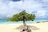 Eagle Beach - Aruba