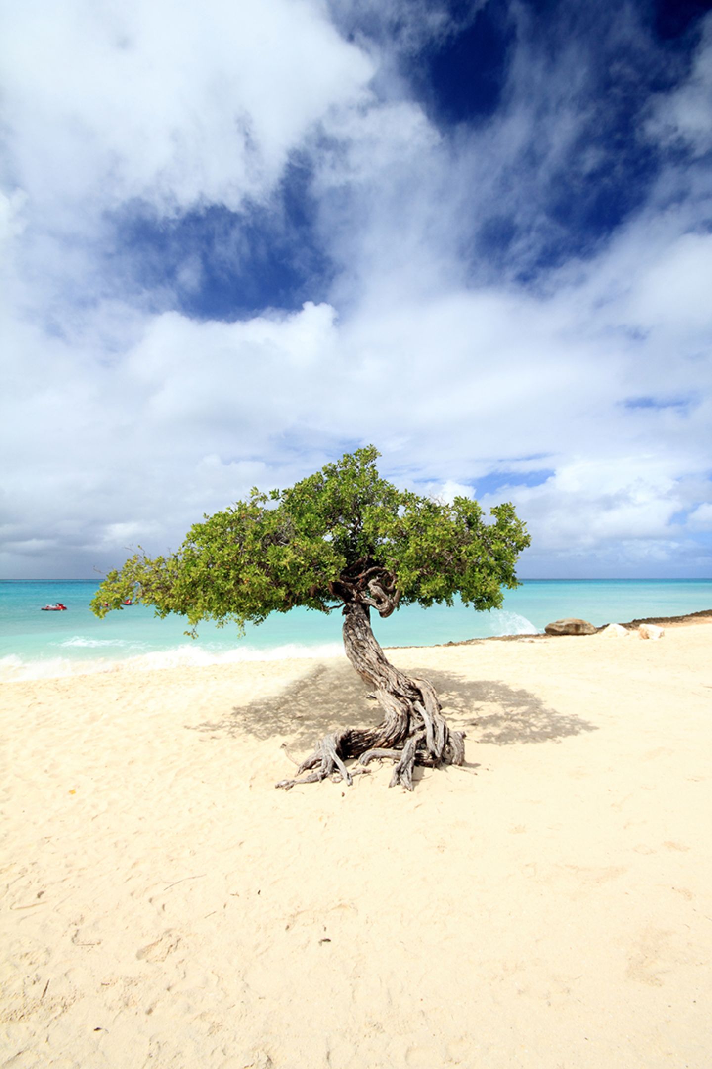 Eagle Beach, Aruba Eagle Beach - Aruba