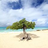 Eagle Beach - Aruba