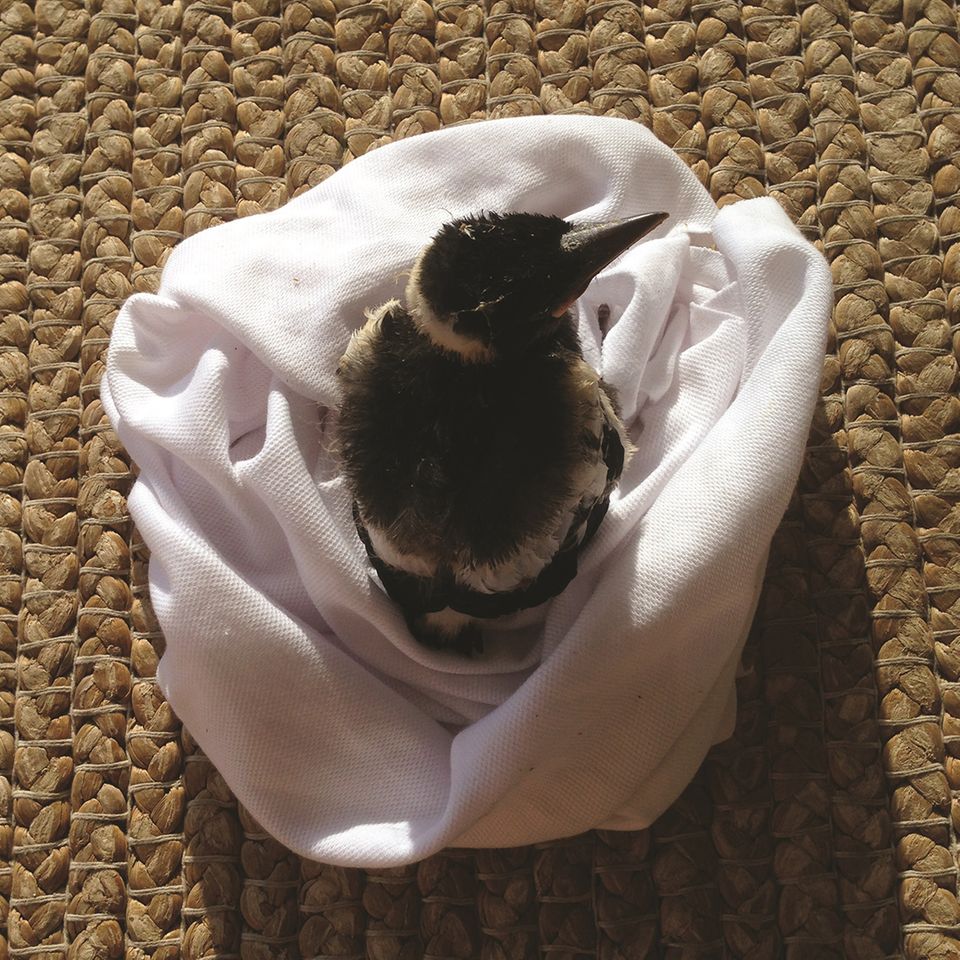 Penguin Bloom