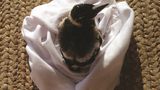 Penguin Bloom