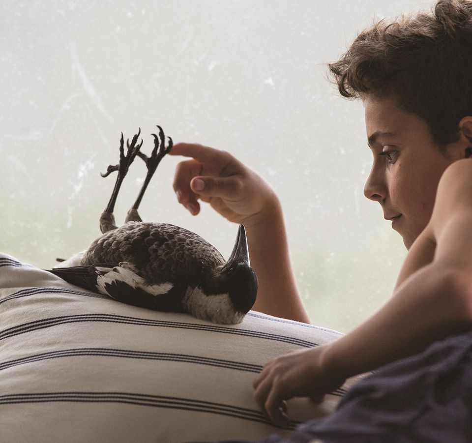 Penguin Bloom - [GEO]