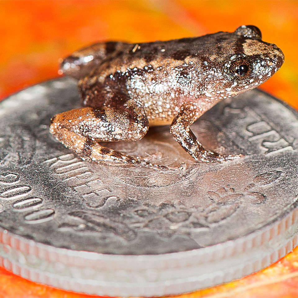 Frosch sitzt auf Münze