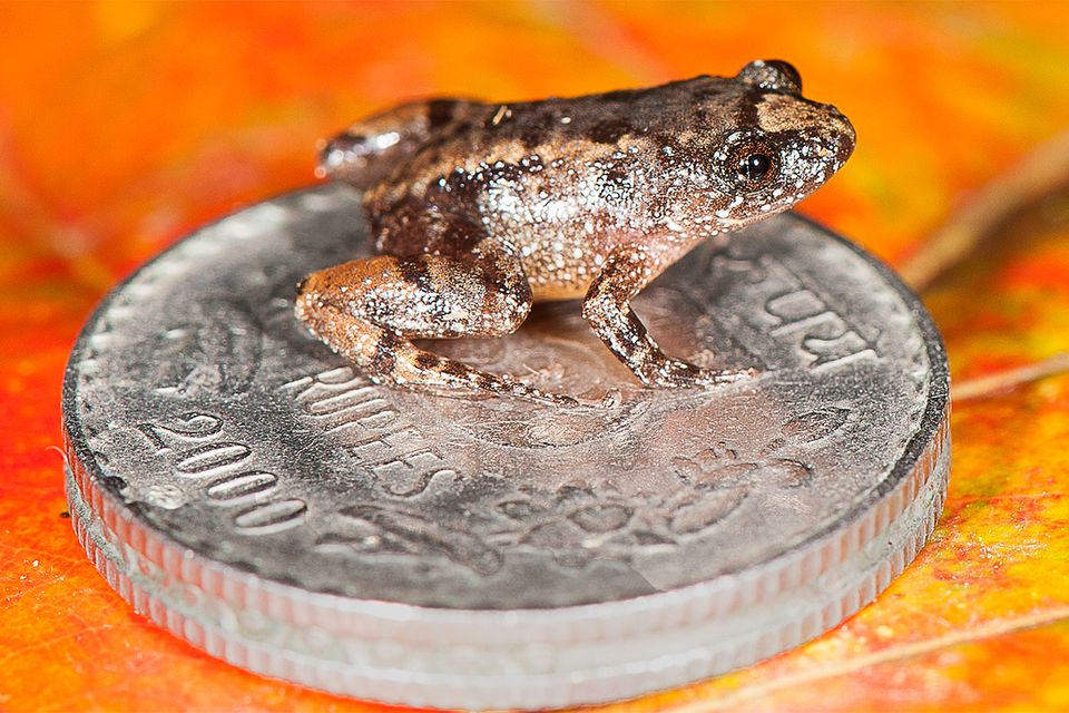 Frosch sitzt auf Münze