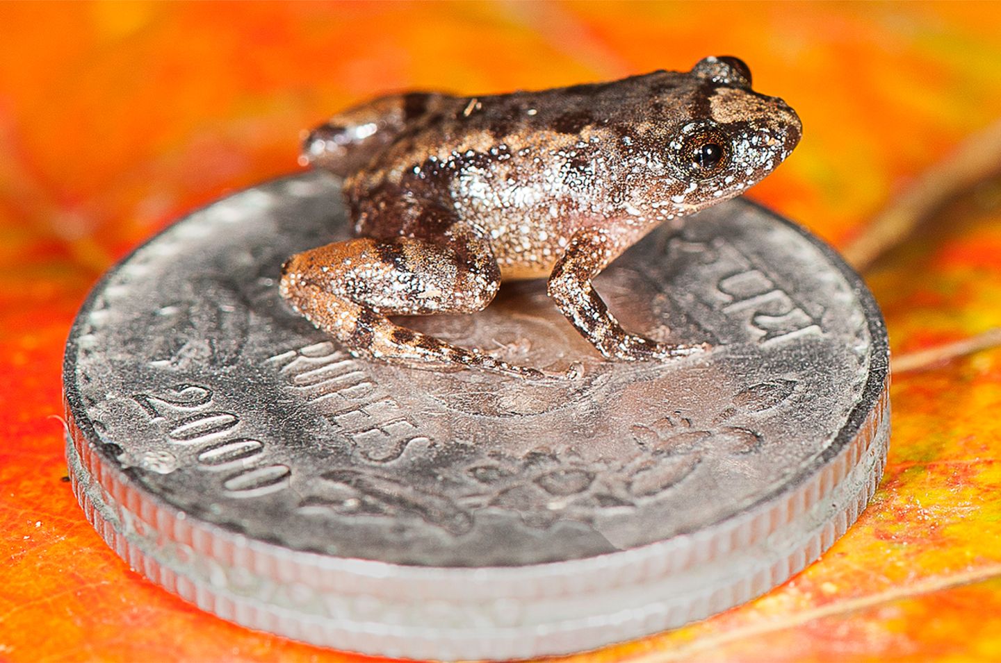 Frosch sitzt auf Münze