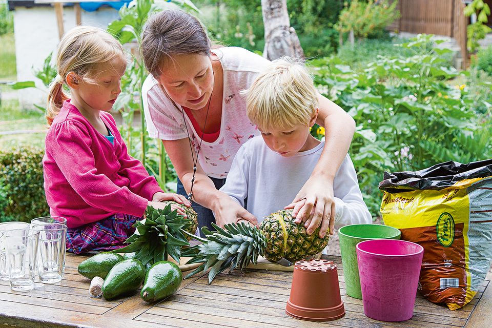 Mutter mit Kindern züchtet Ananas