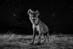 Will Burrard-Lucas, United Kingdom, Shortlist, Professional, Natural World, 2017 Sony World Photography Awards