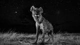 Will Burrard-Lucas, United Kingdom, Shortlist, Professional, Natural World, 2017 Sony World Photography Awards