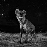 Will Burrard-Lucas, United Kingdom, Shortlist, Professional, Natural World, 2017 Sony World Photography Awards