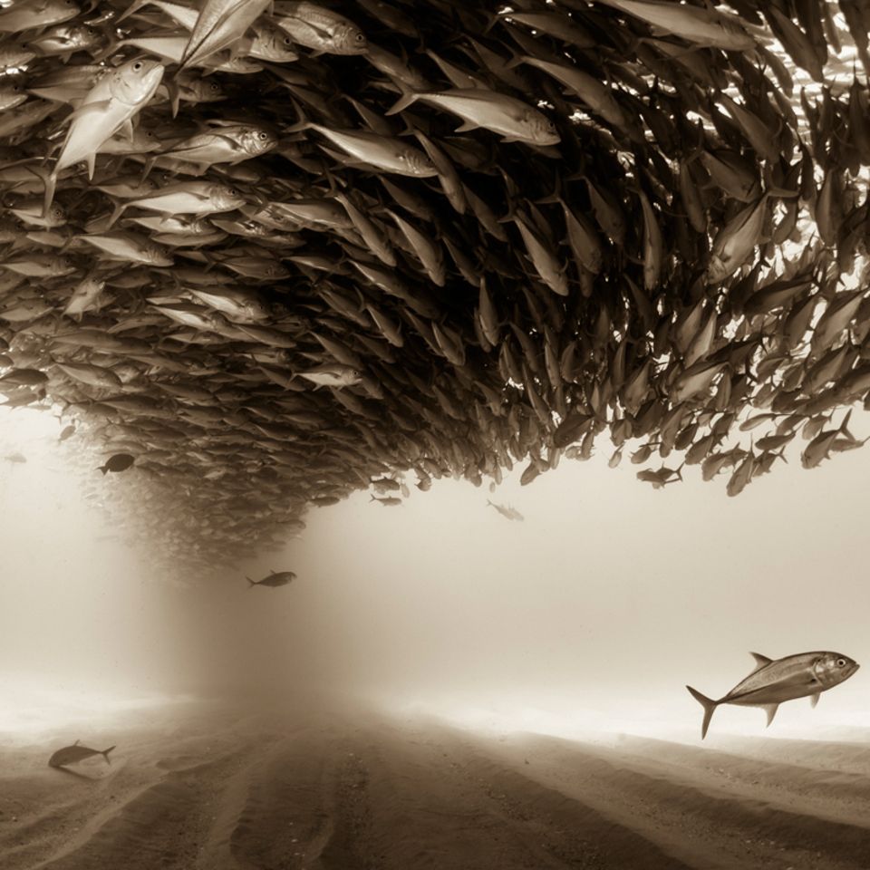 Christian Vizl, Mexico, Shortlist, Professional, Natural World, 2017 Sony World Photography Awards