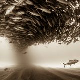 Christian Vizl, Mexico, Shortlist, Professional, Natural World, 2017 Sony World Photography Awards